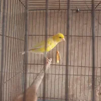 قناری نر|پرنده|تهران, سجاد|دیوار