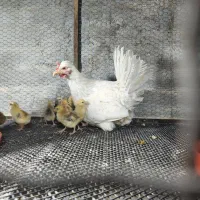 مرغ گلین لری با جوجه