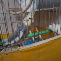 عروس هلندی مولد سخنگو|پرنده|تهران, مسعودیه|دیوار