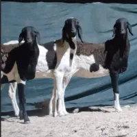 بره پاکستانی دقلوزا هرسه تا ابستن