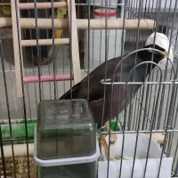 مرغ مینا سخنگو