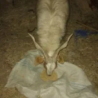 تعدادی گوسفند چاق چاق|حیوانات مزرعه|جیرفت, |دیوار