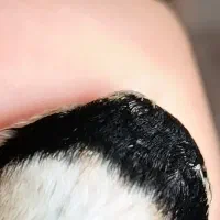 سهره غریب نقش