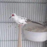 نر چینی الماسی سرخ ابلق