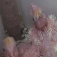 یک جفت عروس کار داده