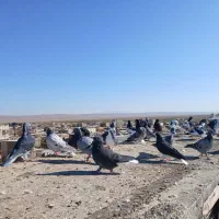 ۳۳ عدد پرشی