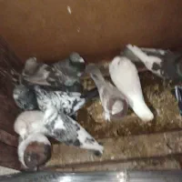 کبوتر سالم قیمت سربری