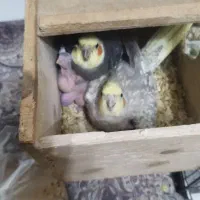 جوجه عروس