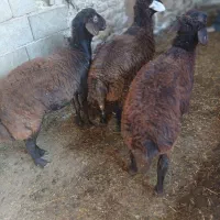 فروش سه عدد بره