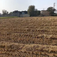 زمین 8600متر در مازندران جاده قائم شهر به جویبار|فروش زمین و ملک کلنگی|قائمشهر, |دیوار