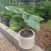 گل و گیاه|گل و گیاه طبیعی|شیراز, نصر|دیوار