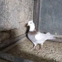 کبوتر طوقی|پرنده|بیجار, |دیوار