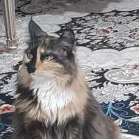 گربه