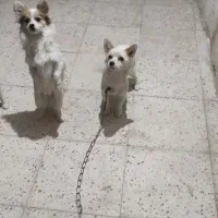 سگ فانتزی اشپیتزو