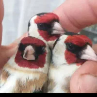 سره وسره قناری بخون درجه یک