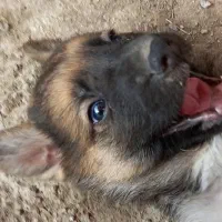 سگ ژرمن بسیار باهوش جسور