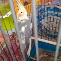 عروس هلندی|پرنده|خان ببین, |دیوار