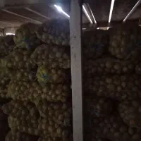 سیب‌زمینی بذری سانته مدل ۴۰۱|عمده‌فروشی|جیرفت, |دیوار