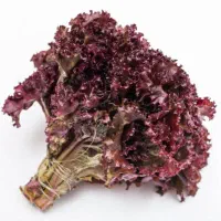 فروش کاهو فرانسوی ارگانیک ۱۰۰ گرمی