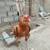 خروس|حیوانات مزرعه|میناب, |دیوار