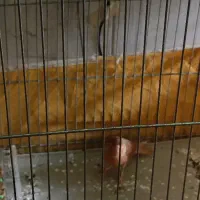 قناری دارچینی|پرنده|مبارکه, |دیوار