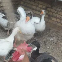 و غاز و خروس|حیوانات مزرعه|آبادان, |دیوار