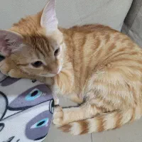 گمشده گربه|حیوانات|اصفهان, ملکشهر|دیوار