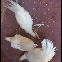 ۳عدد نیمچه ی ۶ماهه ی خروس