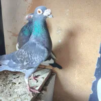 نرمگس‌|پرنده|هامون, |دیوار