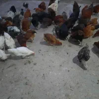 فروش مرغ و خروس محلی اصیل نیمچه اصل اصل|حیوانات مزرعه|گرگان, |دیوار