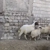 فروش شیشک قوچ سنجابی