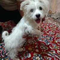 سگ شیتزو تریلر