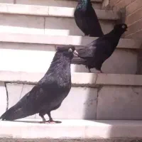 زاغ ابادانی . سرخ زاجر