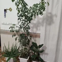 سه عدد گل|گل و گیاه طبیعی|زمکان, |دیوار