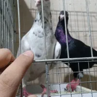 چند جفت کفتر آس