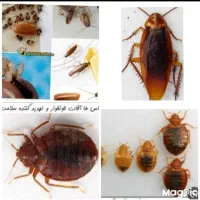 سمپاشی موریانه زدایی عقرب/10سال ضمانت/ساس سوسک موش