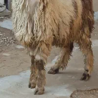 پنج راس بیگ پرواری ویک راس کوهه به فروش می رسد|حیوانات مزرعه|شوشتر, |دیوار