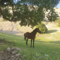 اسب|اسب و تجهیزات اسب‌سواری|آبدانان, |دیوار