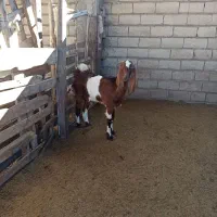 بز پاکستانی|حیوانات مزرعه|خان ببین, |دیوار