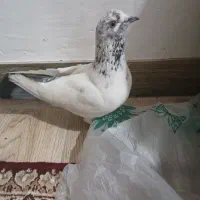 یک جفت کبوتر