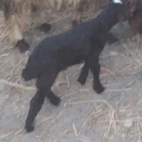 بره
