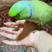 طوطی سخنگو