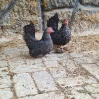 تخم نطفه دار جاپنیز|حیوانات مزرعه|خمینیشهر, |دیوار