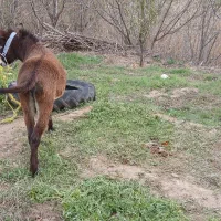 الاغ نر دوساله