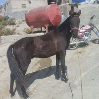 اسب|اسب و تجهیزات اسب‌سواری|شیروان (خراسان), |دیوار