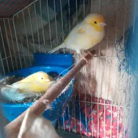 قناری مست مست دوساله بشرط