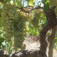 باغ انگوری و پسته