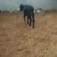 گوساله گوسفند بره|حیوانات مزرعه|وحیدیه, |دیوار