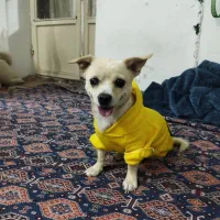 سگ شیواوا|سگ|بروجرد, |دیوار