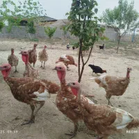 بوقلمون بوربون قرمز امریکایی|حیوانات مزرعه|سیمین شهر, |دیوار